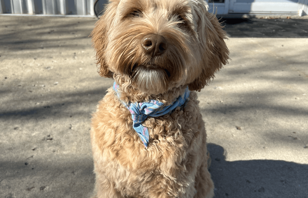Managing Your Doodle’s Coat